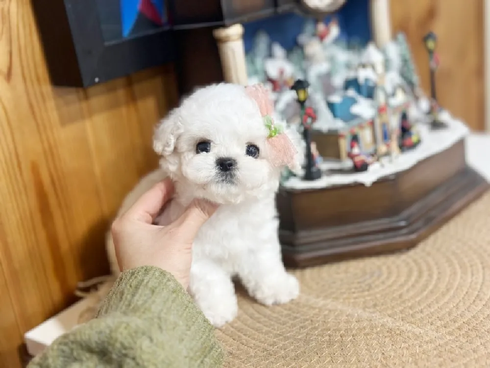 비숑프리제(미니비숑) 사진