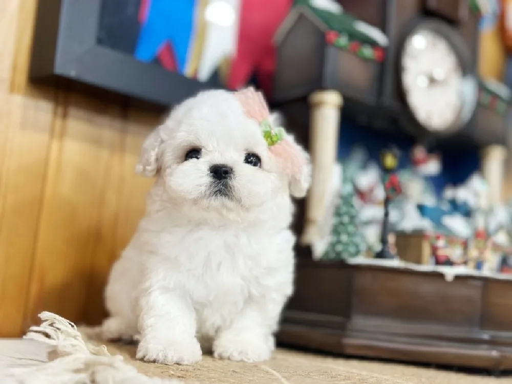 전국 비숑프리제(미니비숑) 사진 2