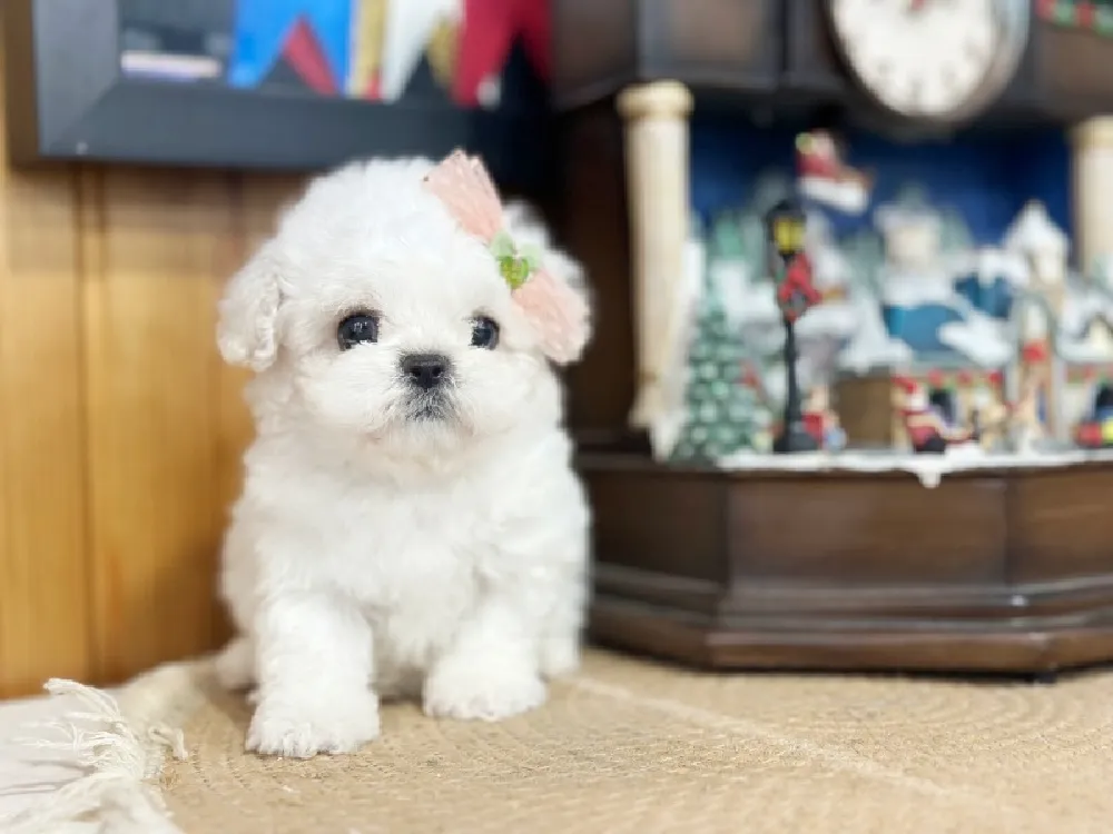 경기 비숑프리제(미니비숑) 사진 2