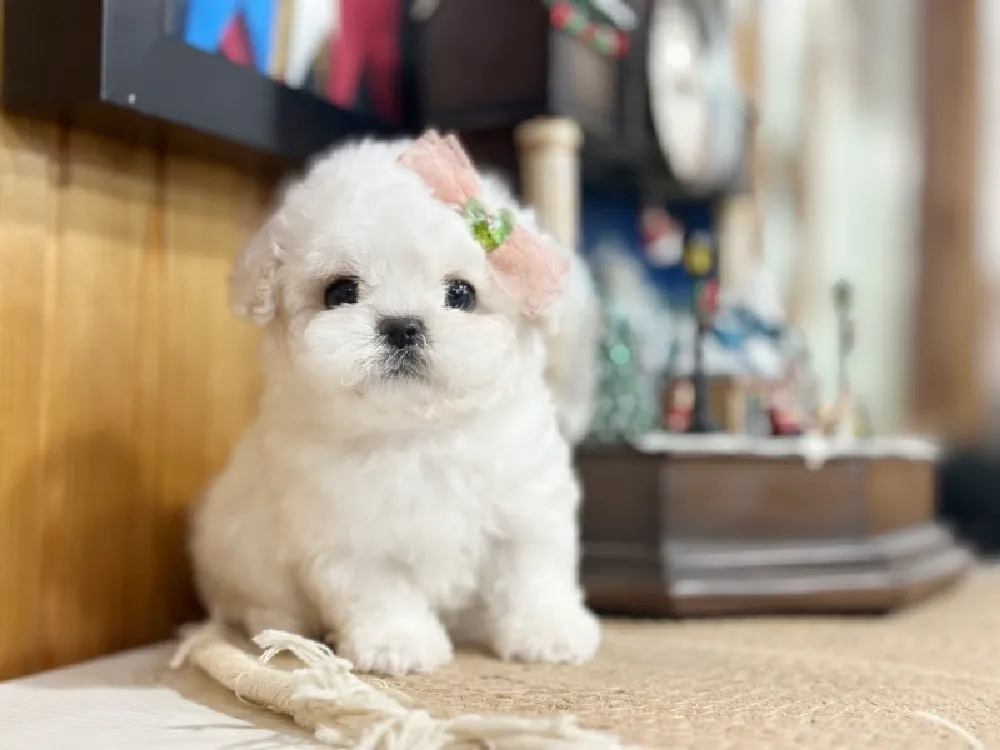 전국 비숑프리제(미니비숑) 사진 3