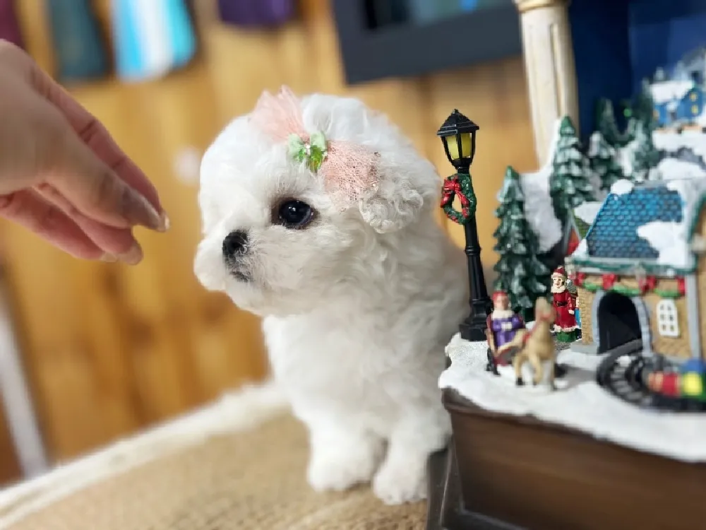 경북 비숑프리제(미니비숑) 사진 3