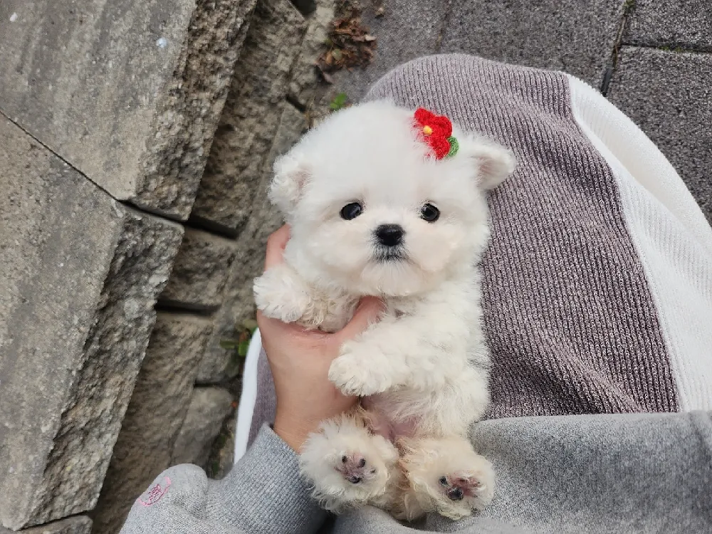 경남 비숑프리제(미니비숑) 사진 1