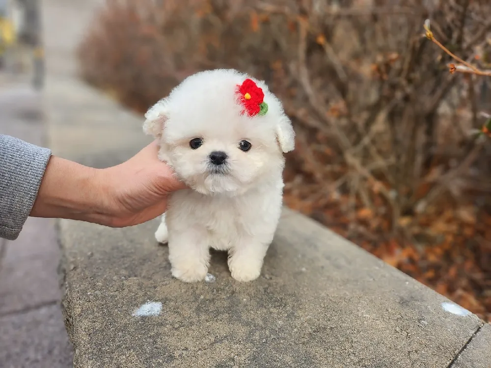 경기 광주시 비숑프리제(미니비숑) 사진 5
