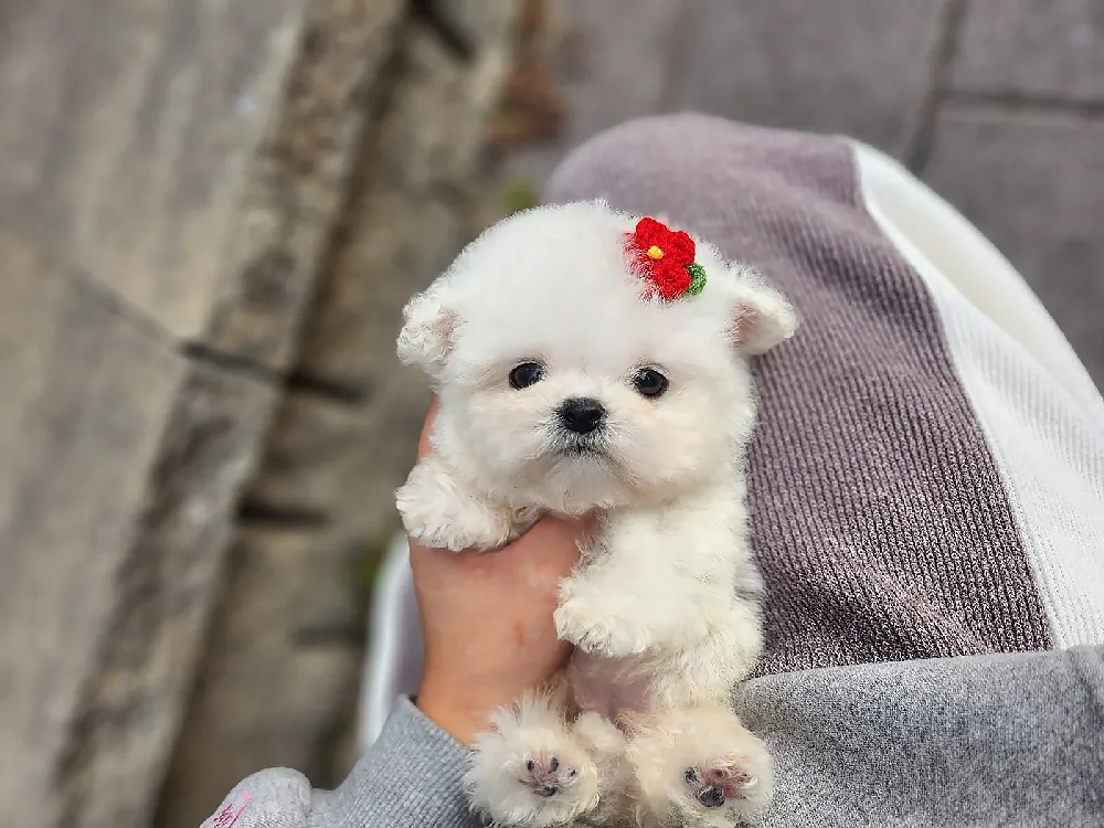 전국 비숑프리제(미니비숑) 사진 5