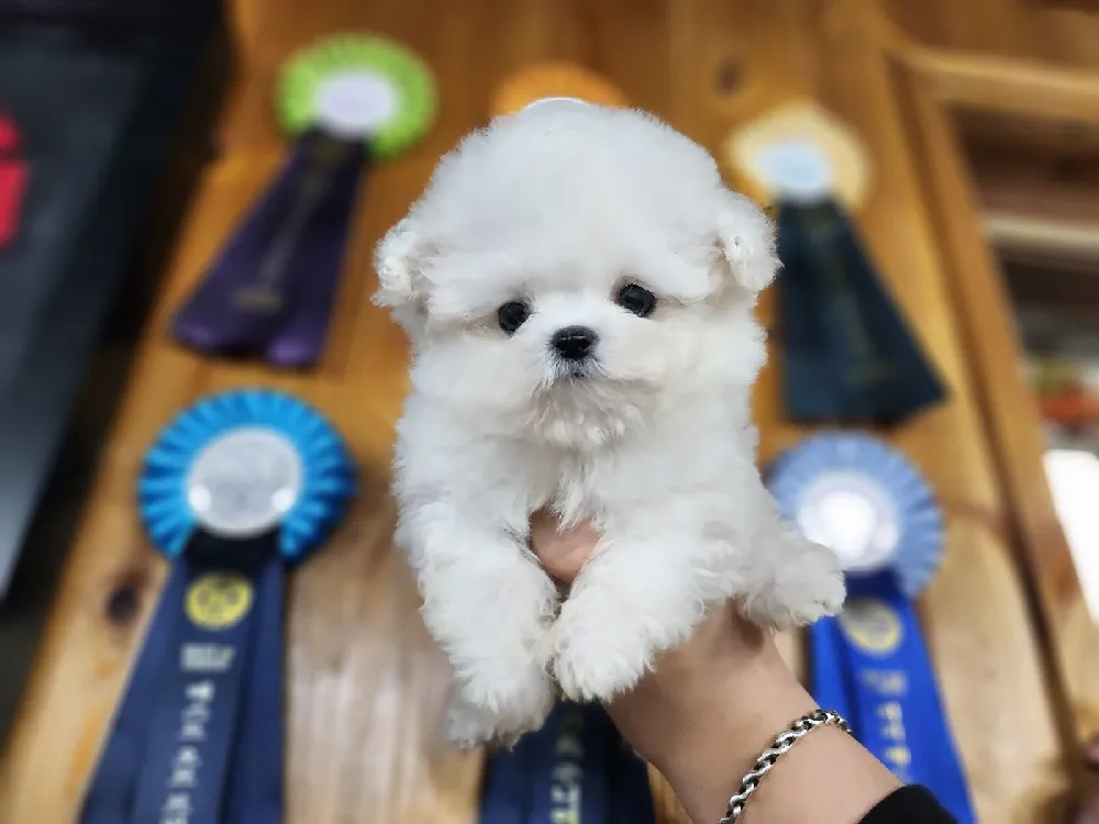 강원 비숑프리제(미니비숑) 사진 4