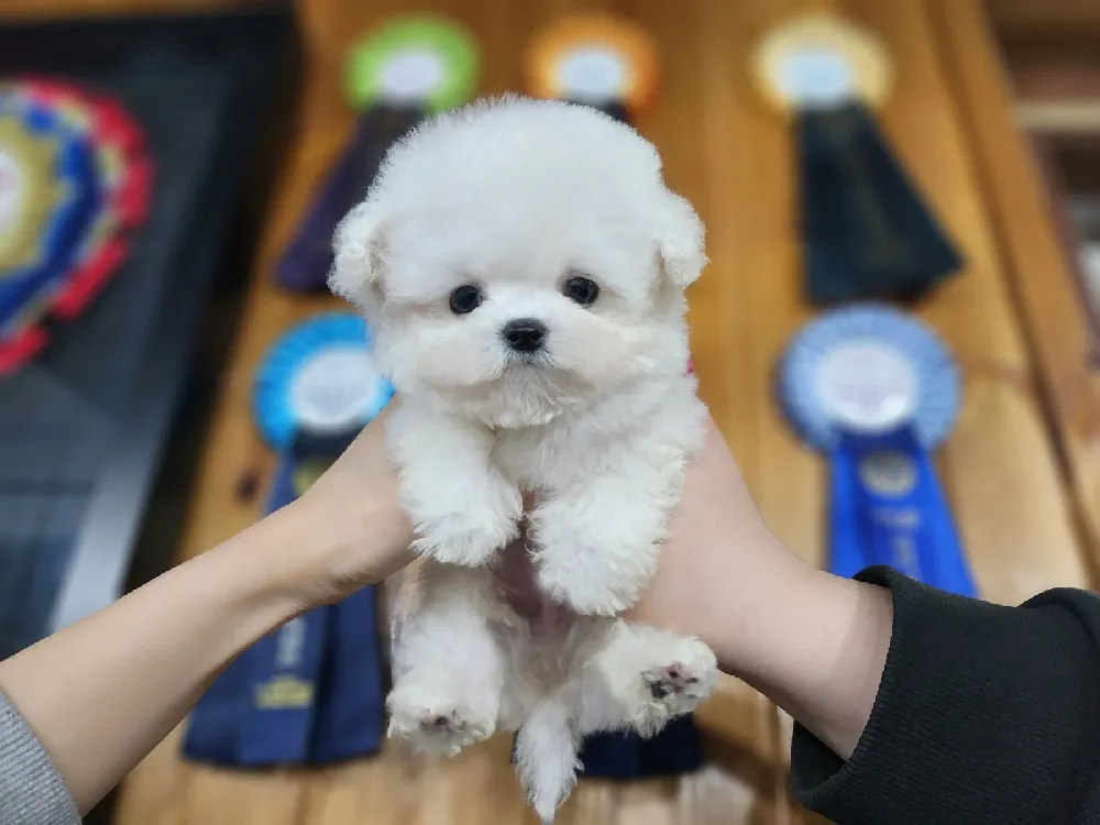 경기 광주시 비숑프리제(미니비숑) 사진 4