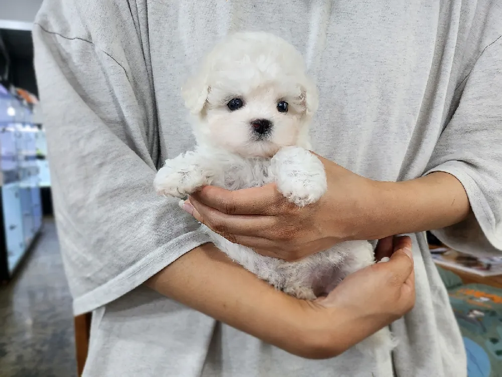 경북 포항시 비숑프리제(미니비숑) 사진 4