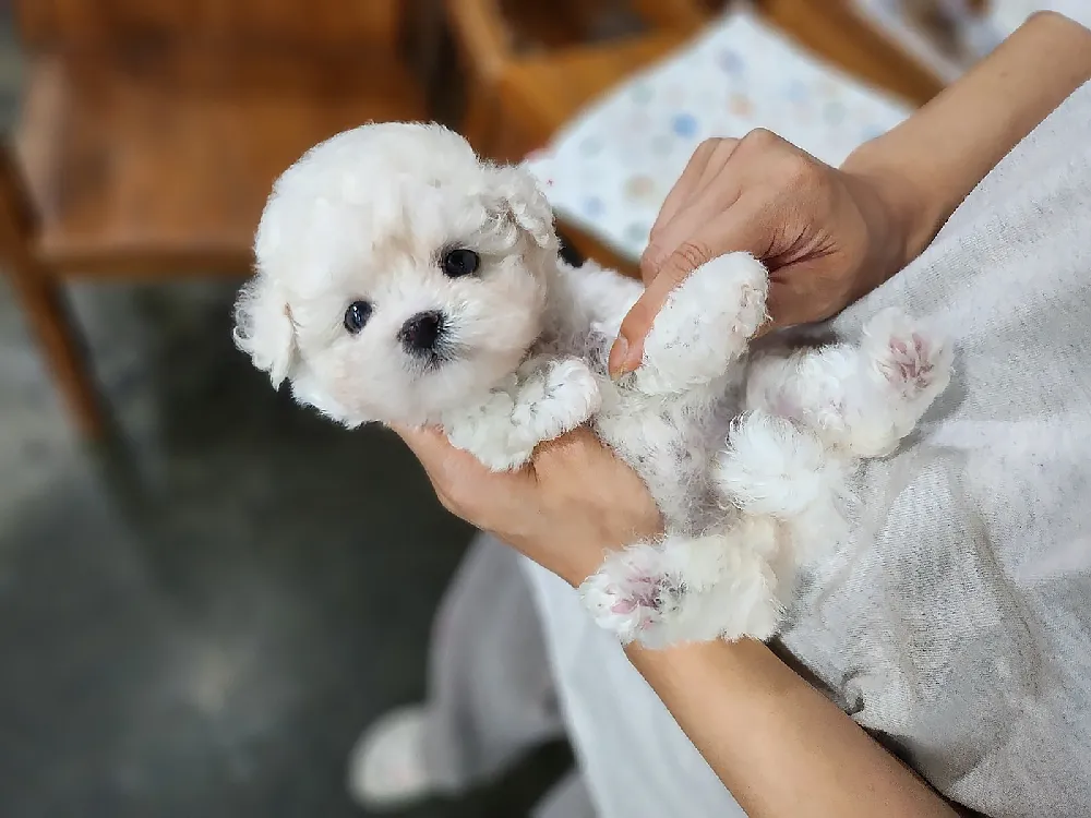경기 구리시 비숑프리제(미니비숑) 사진 1