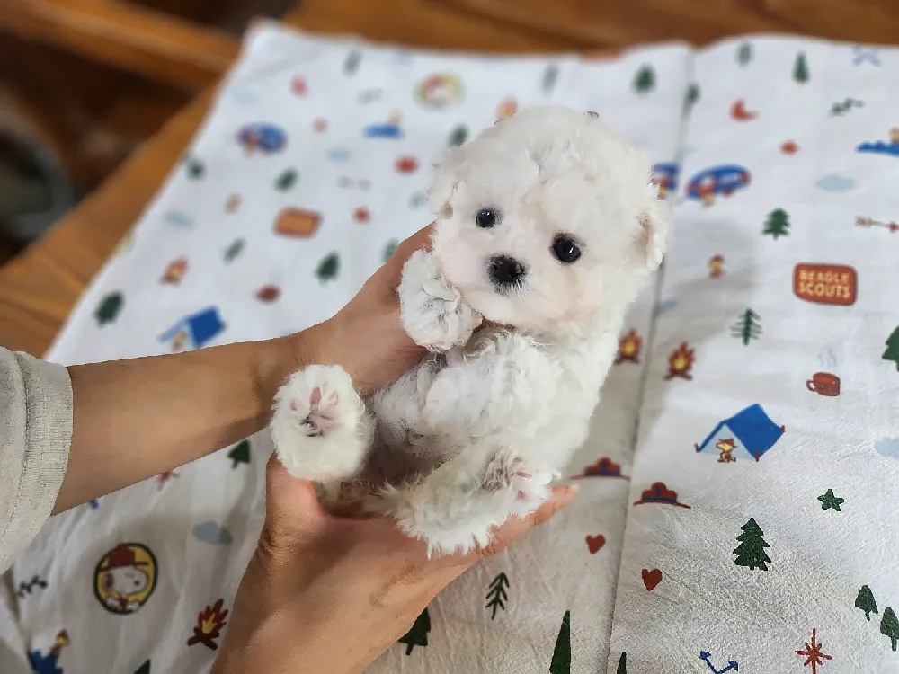 경기 광명시 비숑프리제(미니비숑) 사진 3
