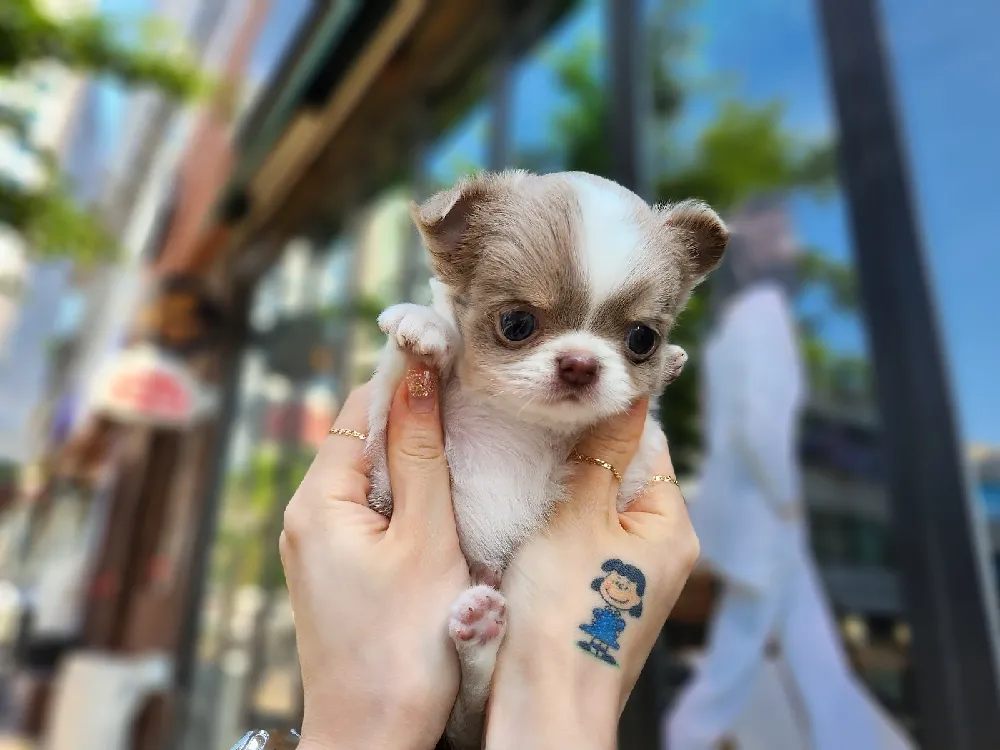울산 치와와 사진 3