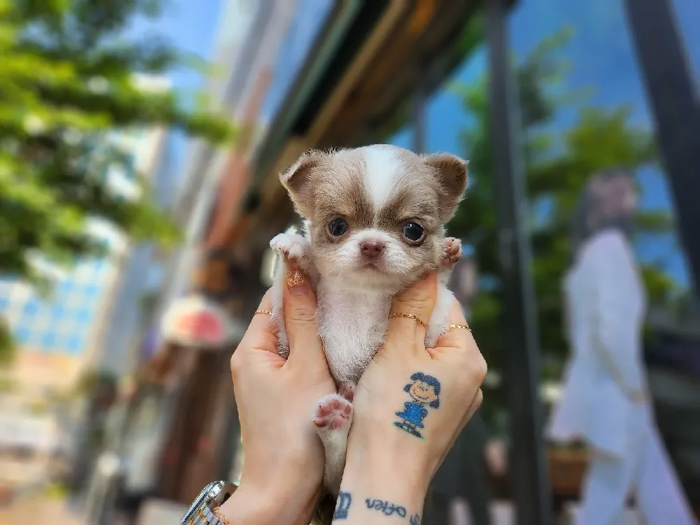 전국 치와와 사진 2