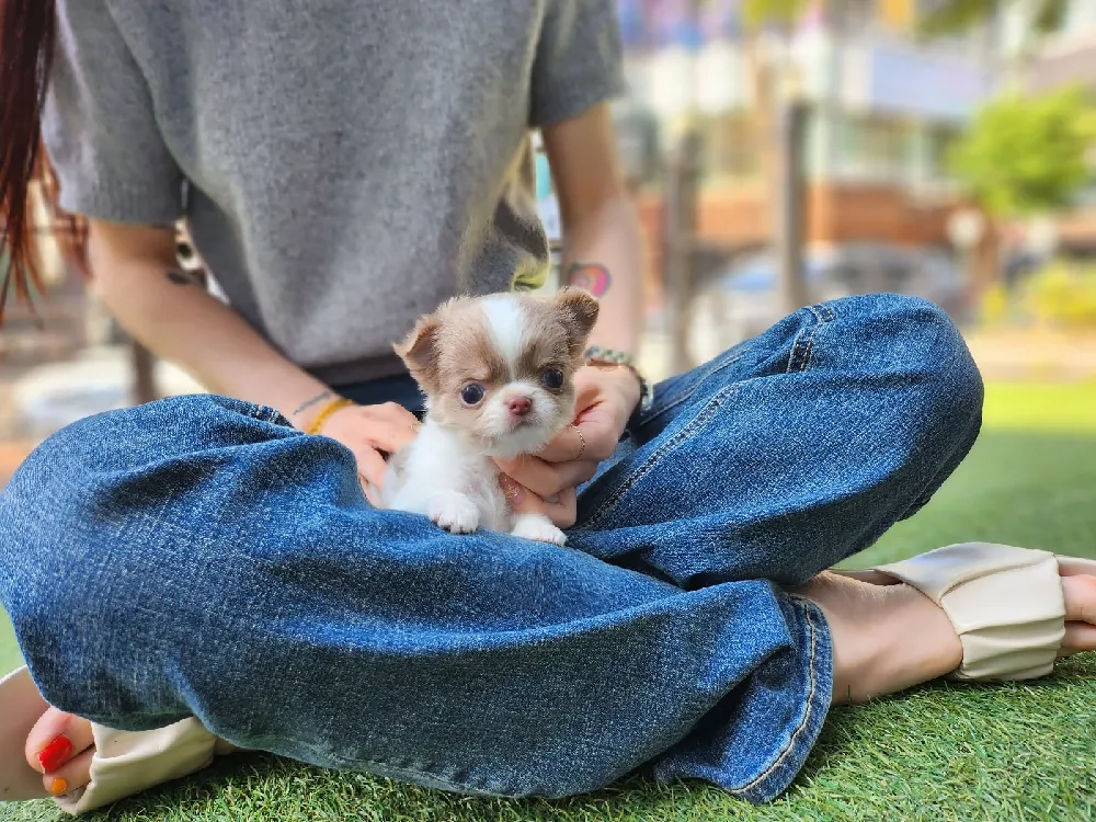 울산 치와와 사진 2