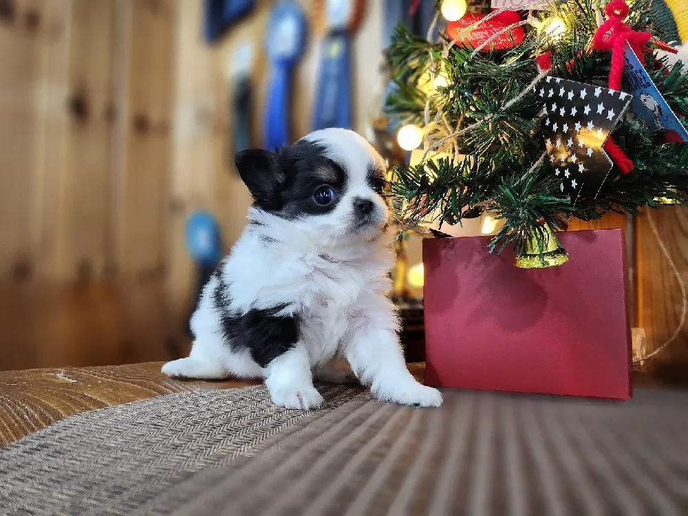 경북 치와와 사진 5