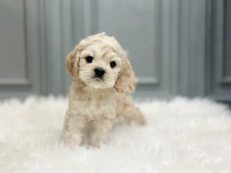 코카스파니엘 5