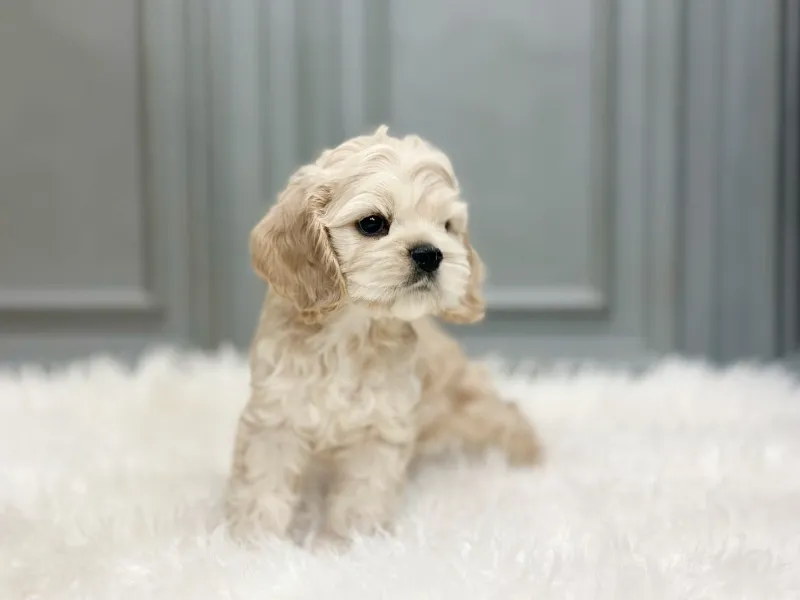 기질