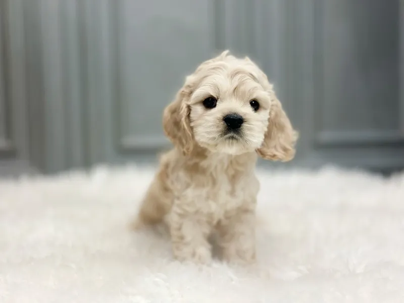코카스파니엘 3