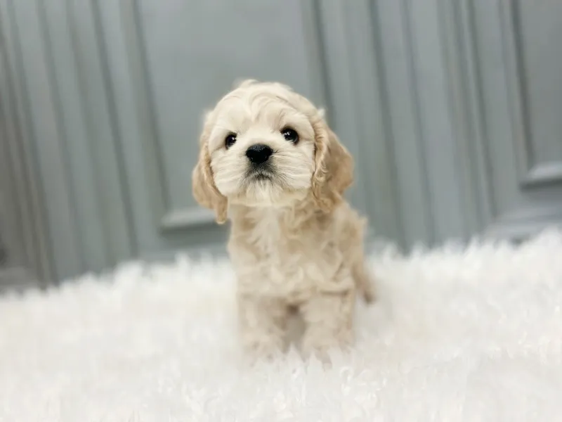 코카스파니엘 6
