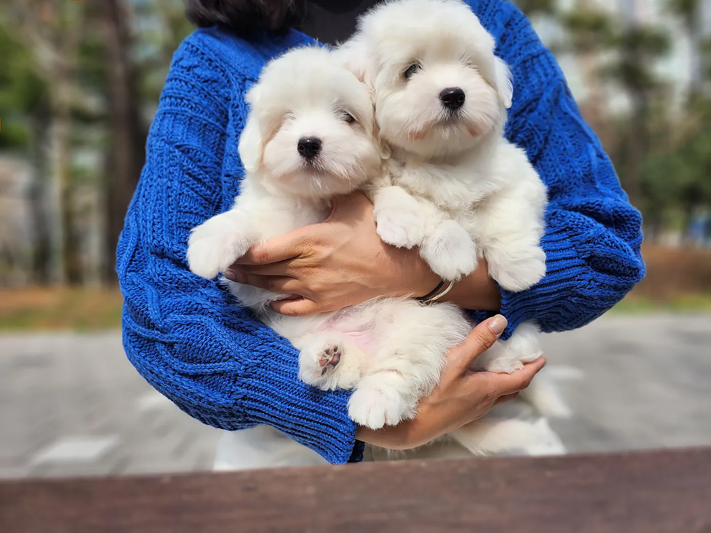 꼬똥드툴레아 6