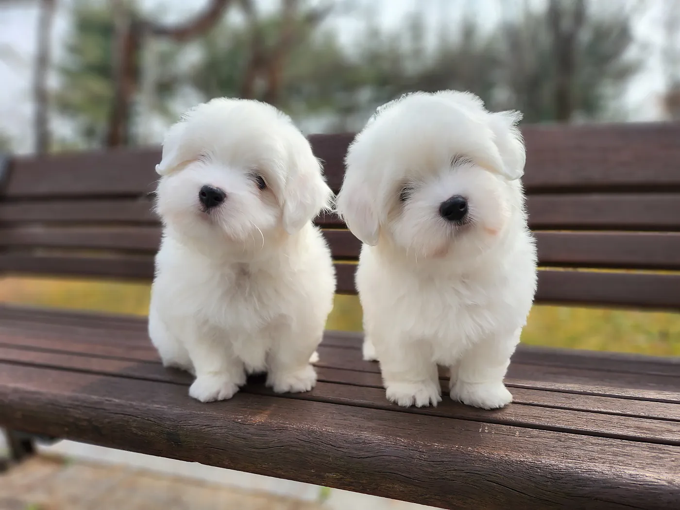 신예린 님의 꼬똥드툴레아