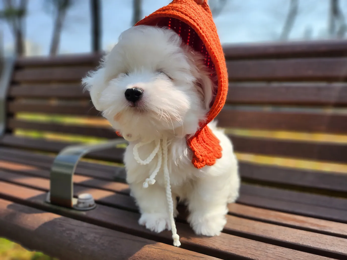 오수빈 님의 꼬똥드툴레아