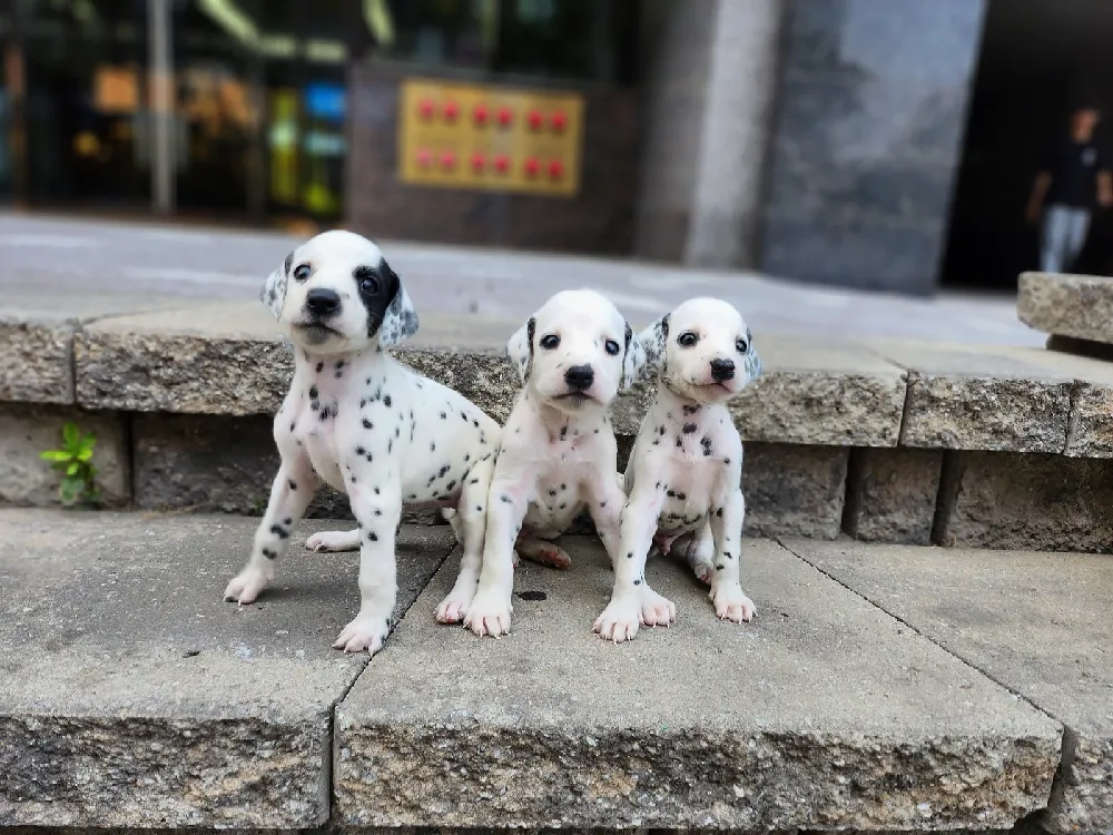 달마시안 4