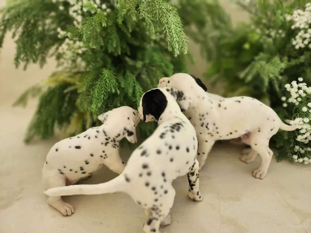 달마시안 프레임 3