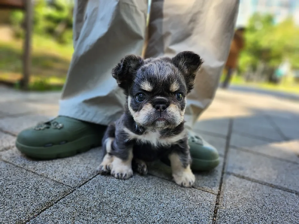울산광역시 프렌치불독 집 환경