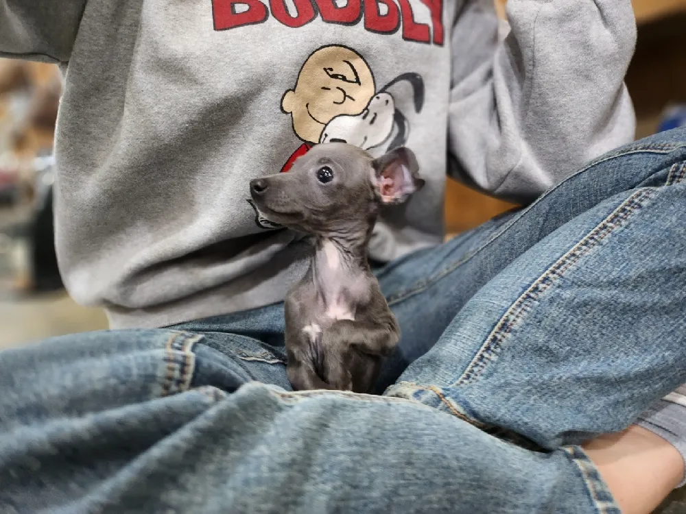 체구·성장