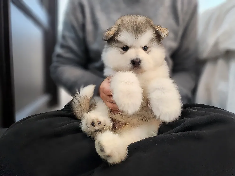 체구·성장