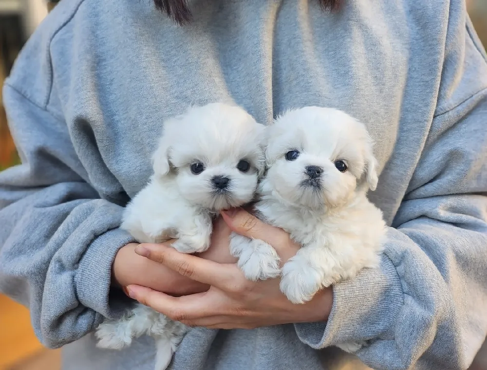 전북 말티즈 사진 3