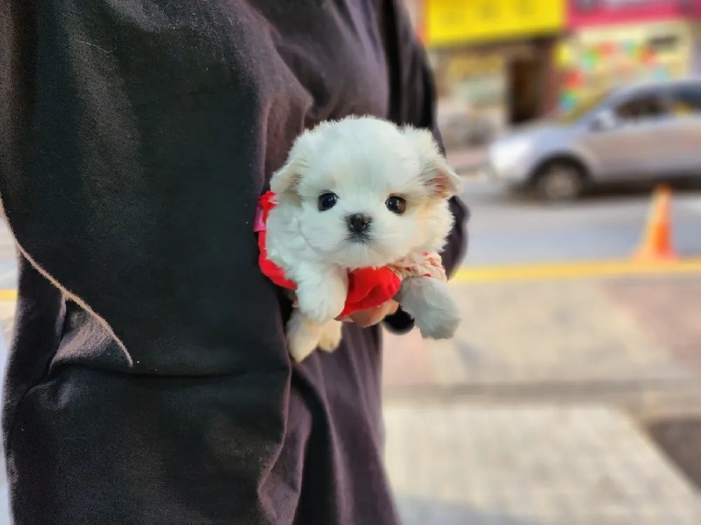 제주 말티즈 사진 2