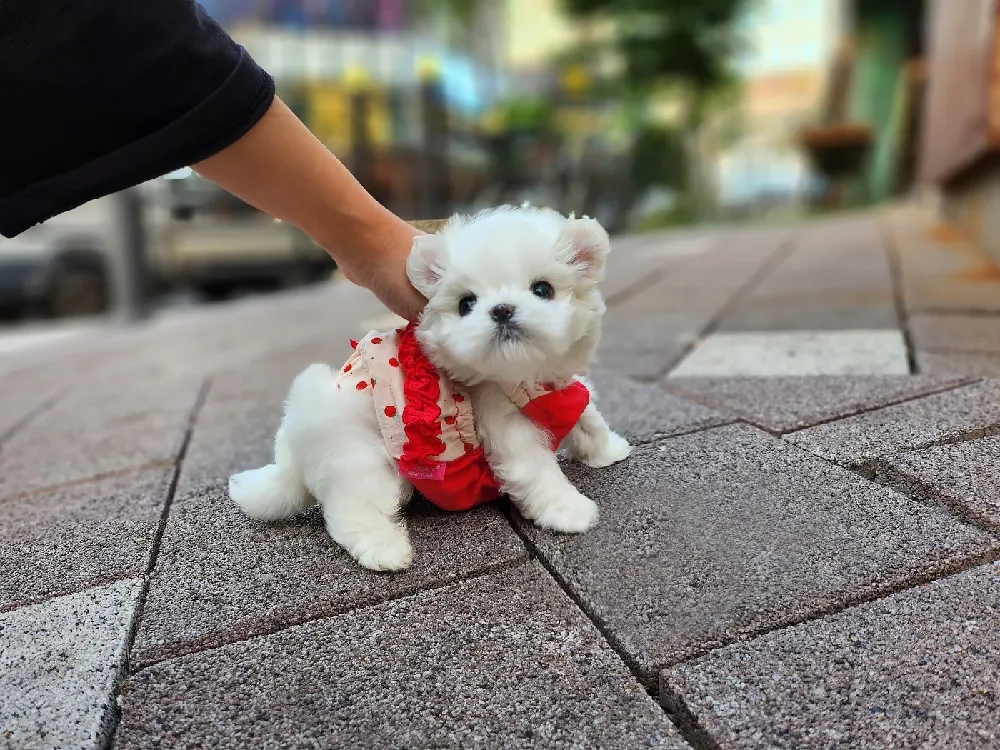 전남 말티즈 사진 1