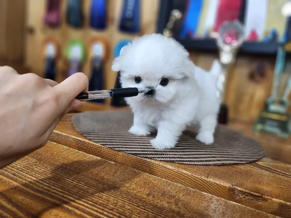 세종 말티즈 사진 3