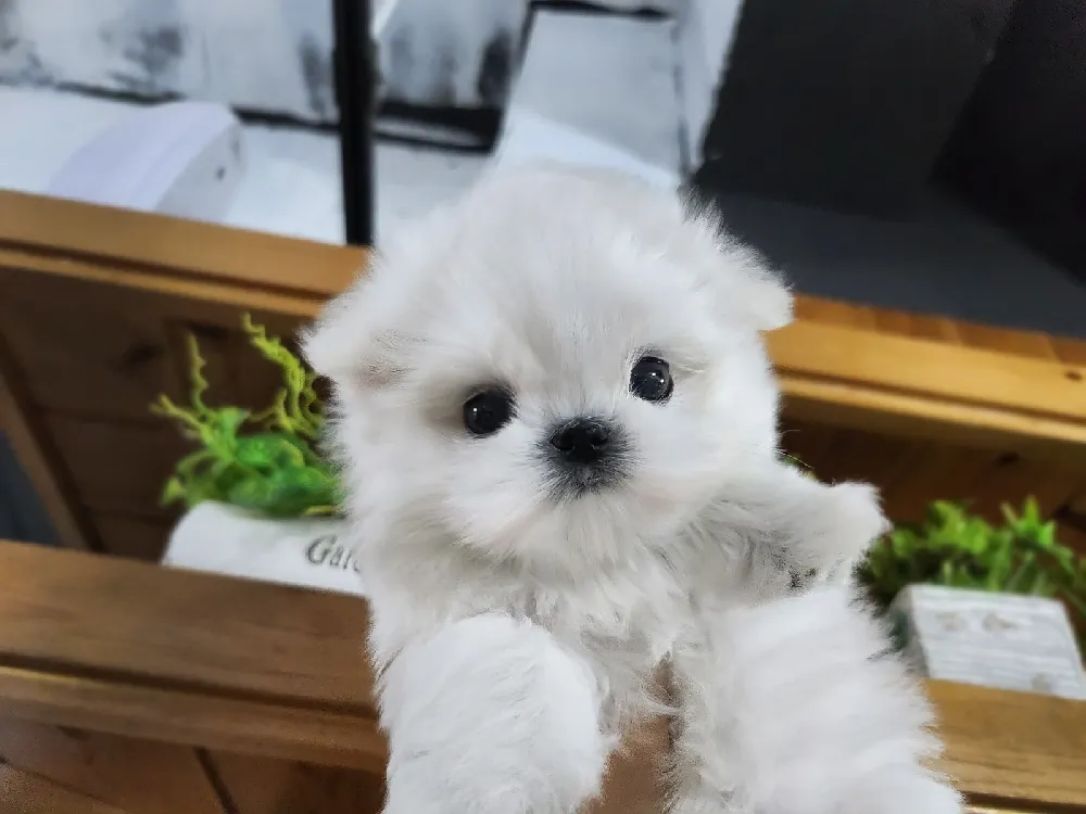 대전 말티즈 사진 2