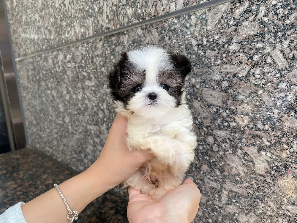 용답동 말티푸분양