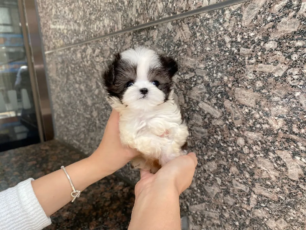 용두동 말티푸분양