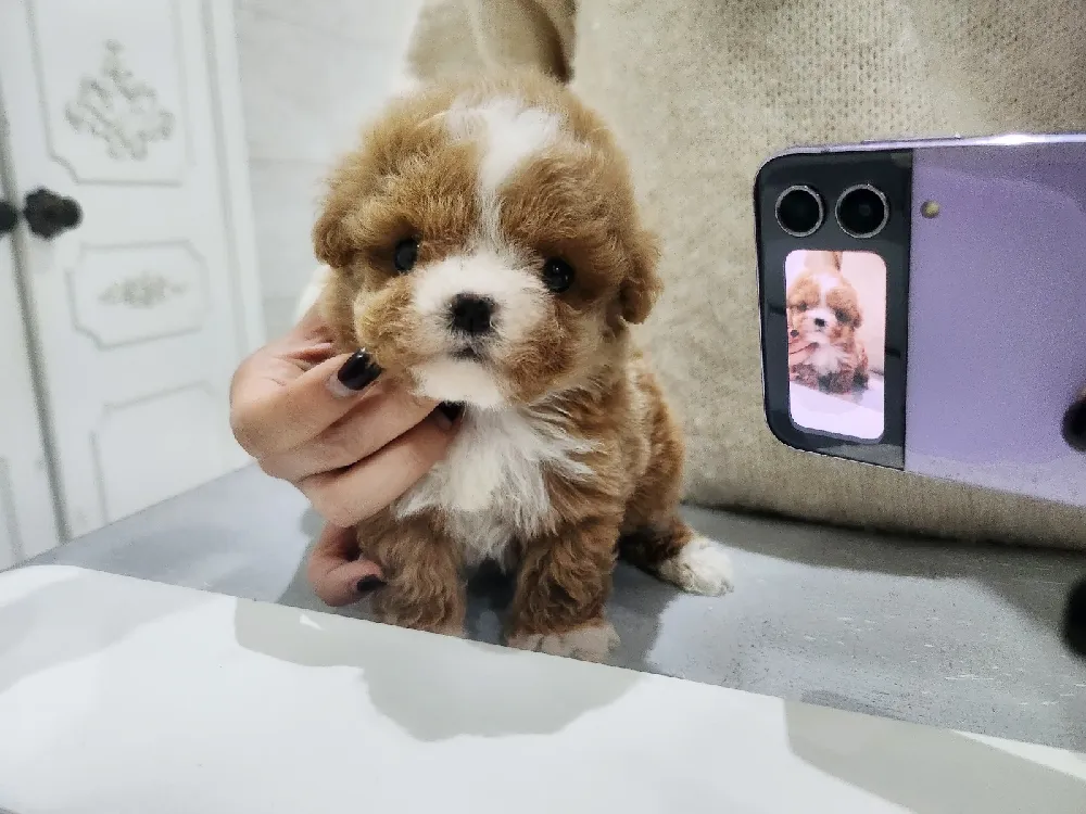녹번동 말티푸분양