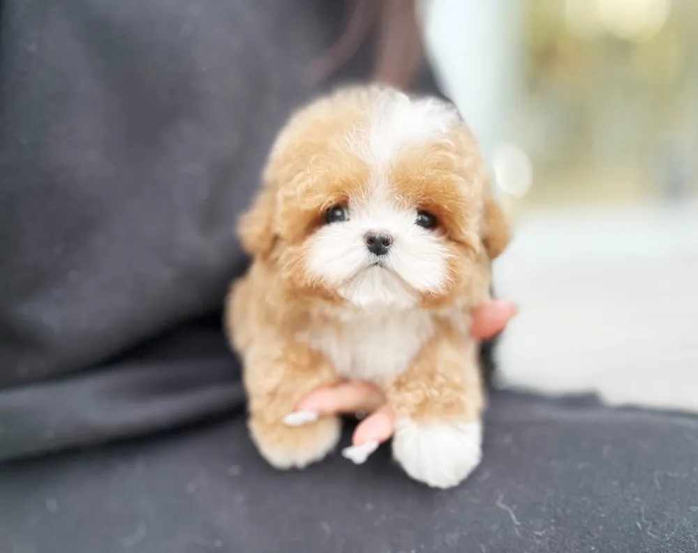 용두동 말티푸분양