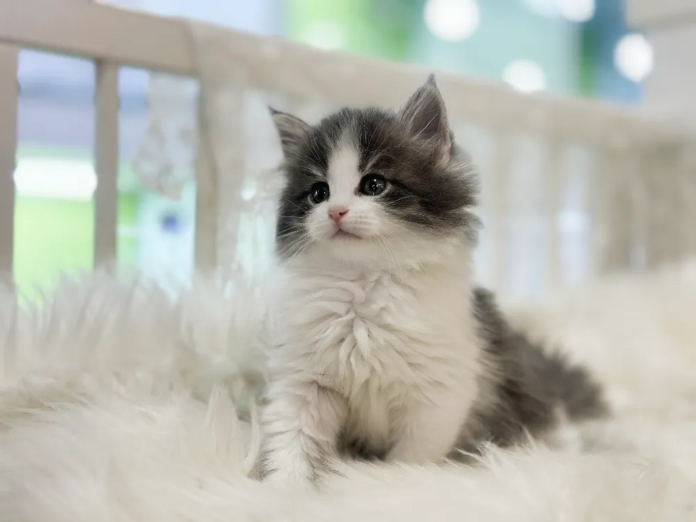 전라남도 노르웨이숲고양이 3