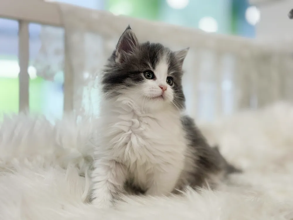 노르웨이숲고양이 3