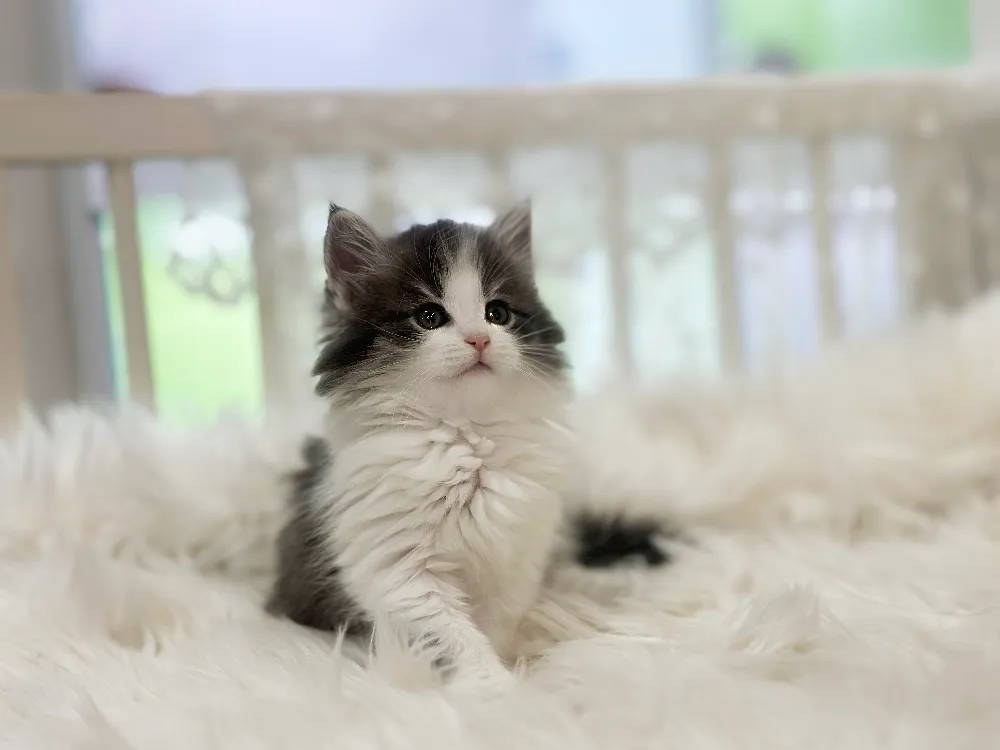 노르웨이숲고양이 4
