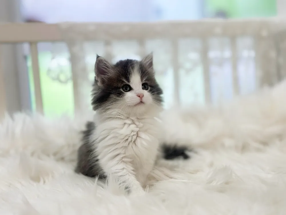 대전광역시 노르웨이숲고양이 4