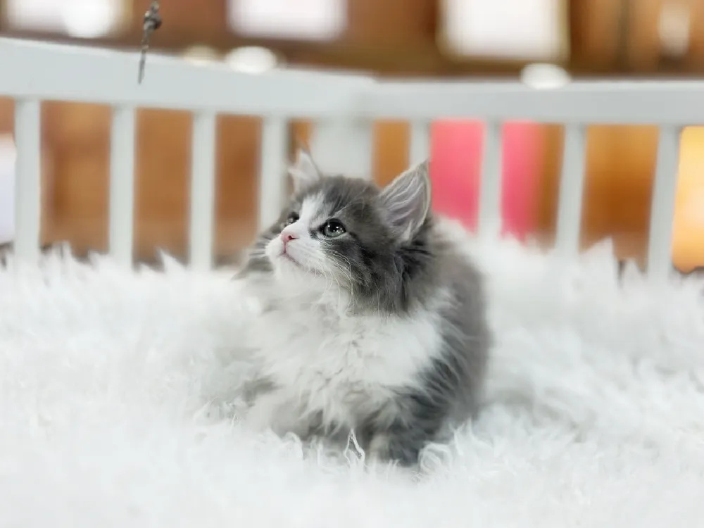 부산광역시 노르웨이숲고양이 3