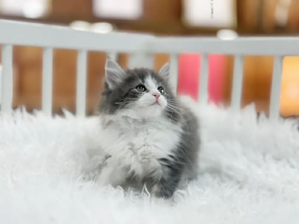 인천광역시 노르웨이숲고양이 2