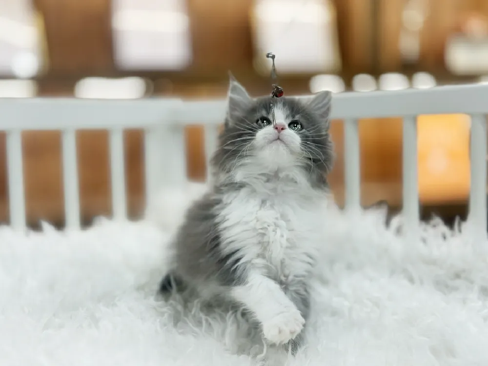 부산광역시 노르웨이숲고양이 1
