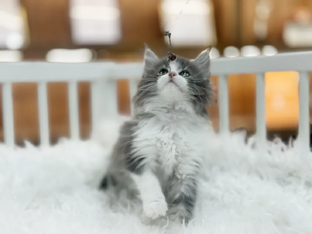 세종특별자치시 노르웨이숲고양이 1