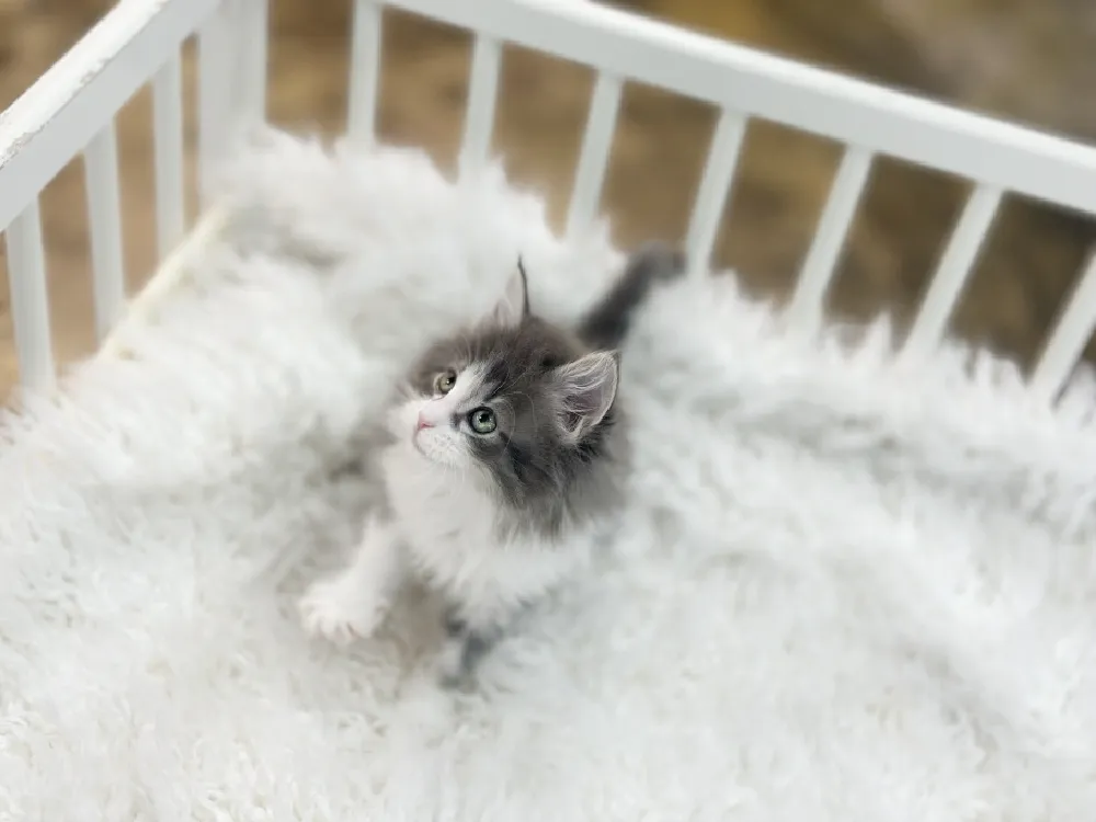 노르웨이숲고양이 2