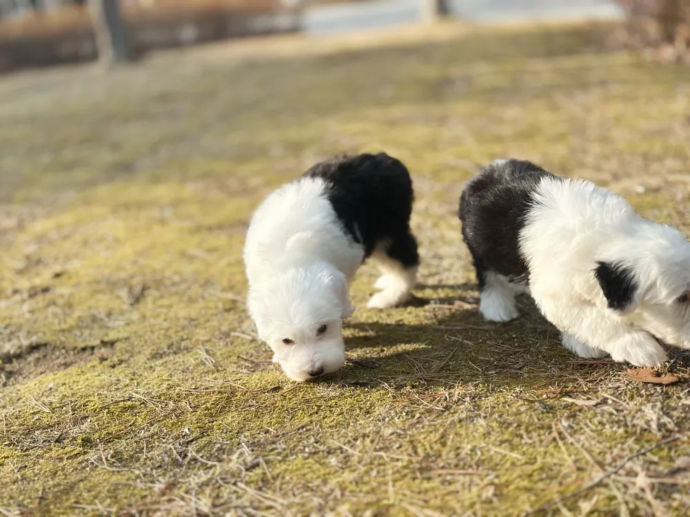 올드잉글리쉬쉽독 7