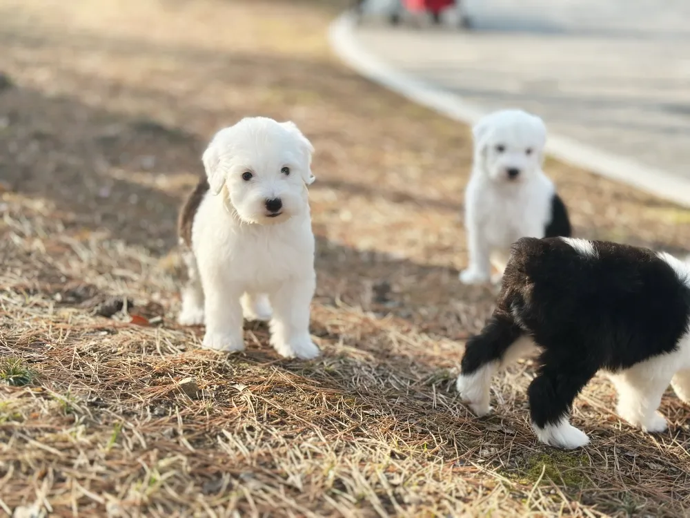 올드잉글리쉬쉽독 6