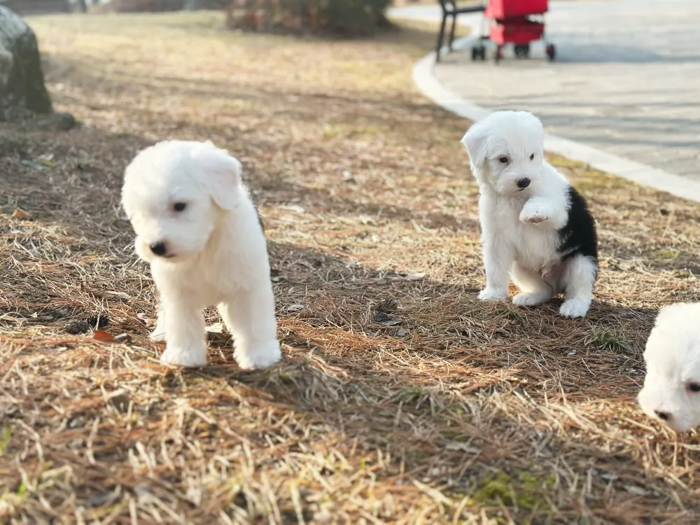 올드잉글리쉬쉽독 2